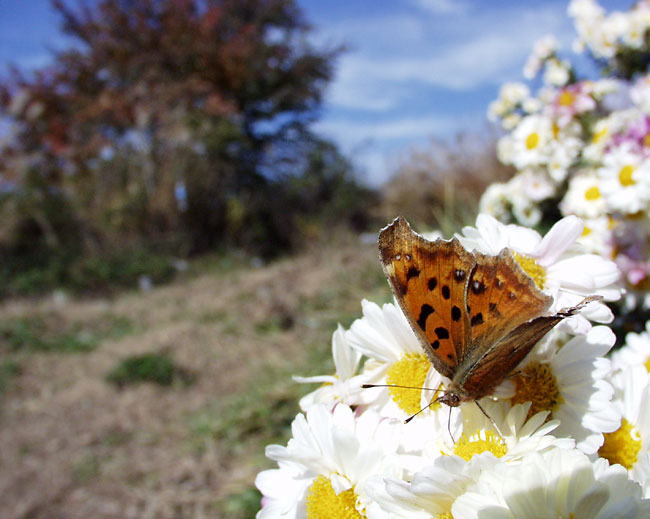 キタテハ（c-2500L）