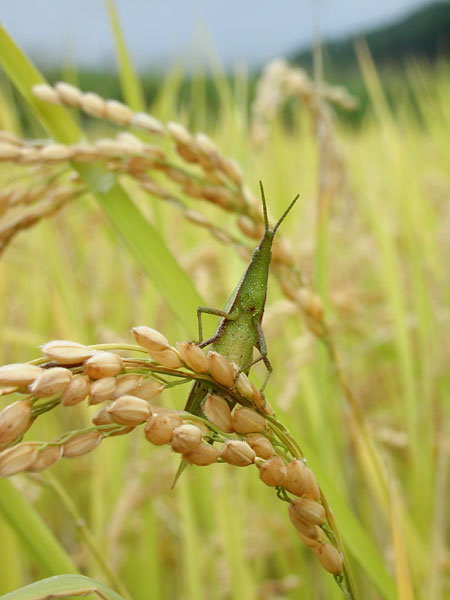 オンブバッタ（C-3030Z)