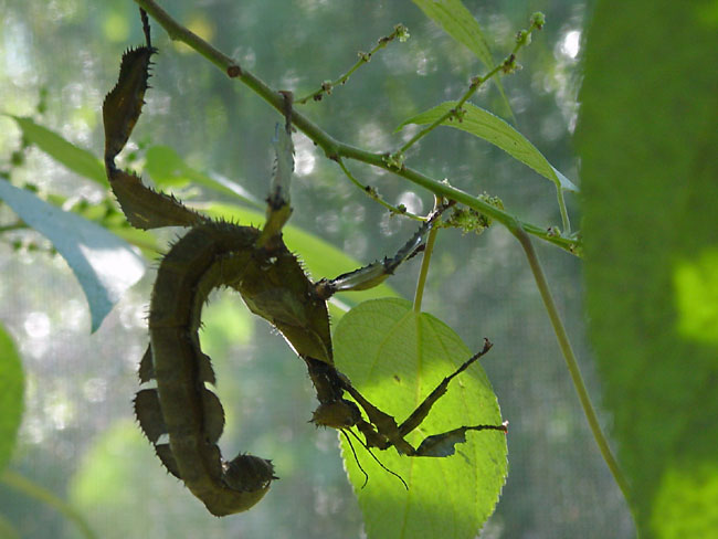 コノハナナフシ(サイバーショットDSC-F505K)