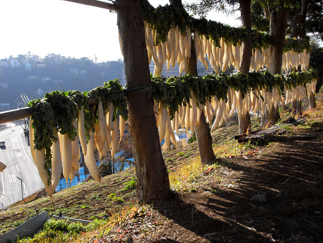 七尾の大根