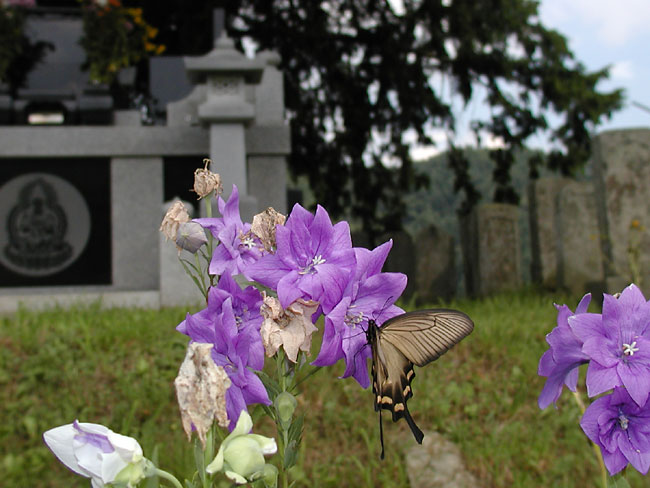 ジャコウアゲハ（C-2100UZ）