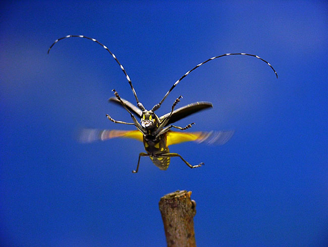 キボシカミキリ（E-100RS）