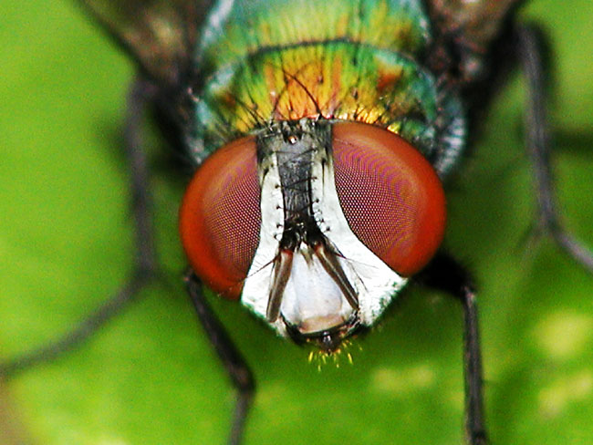 キンバエ（C-2100UZ）