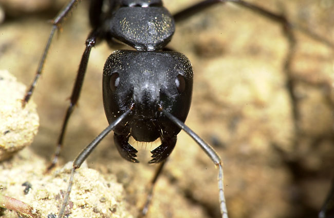 クロオオアリの顔（ニコンD1)