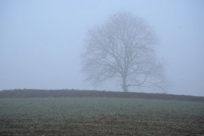 霧の中のクルミの木