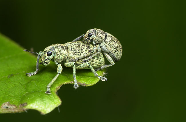 コフキゾウムシの交尾（ニコンD1)