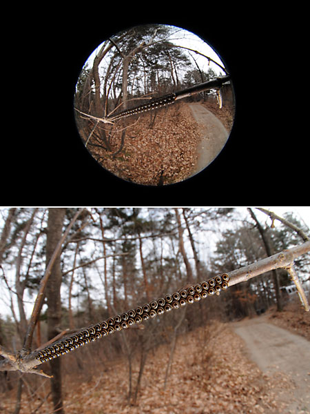 カメムシの卵（Sigma4.5mm F2.8 EX DC Circular Fisheye HSM）