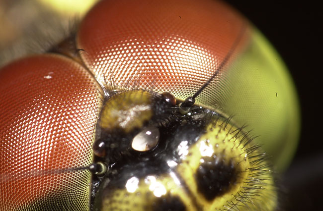 赤とんぼの顔（ニコンD1）