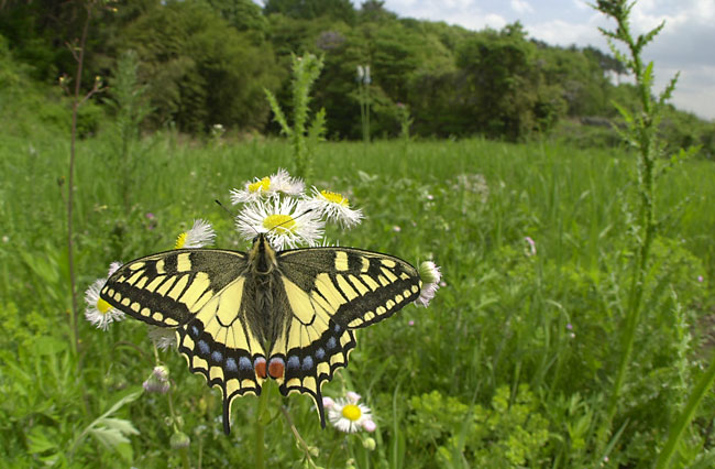 キアゲハ（ニコンD1）
