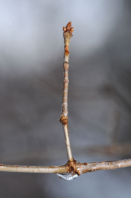 シャクトリムシ