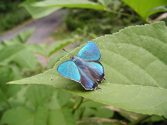 ジョウザンミドリシジミ（C-2100UZ)