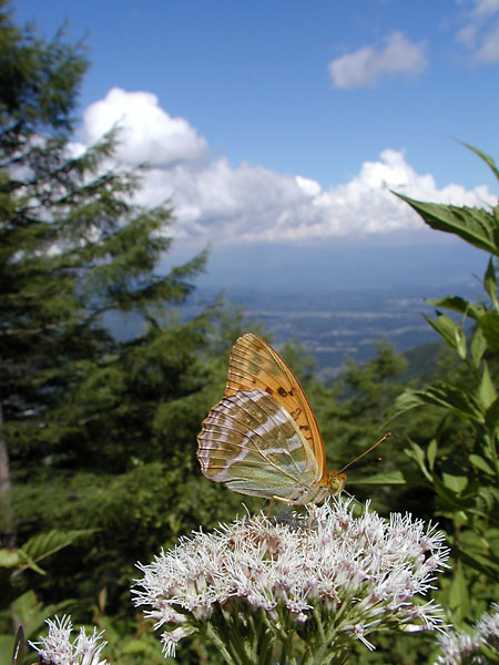 ミドリヒョウモン（C-2100UZ)