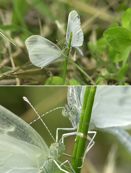 ヒメシロチョウの求愛（ニコンD1）