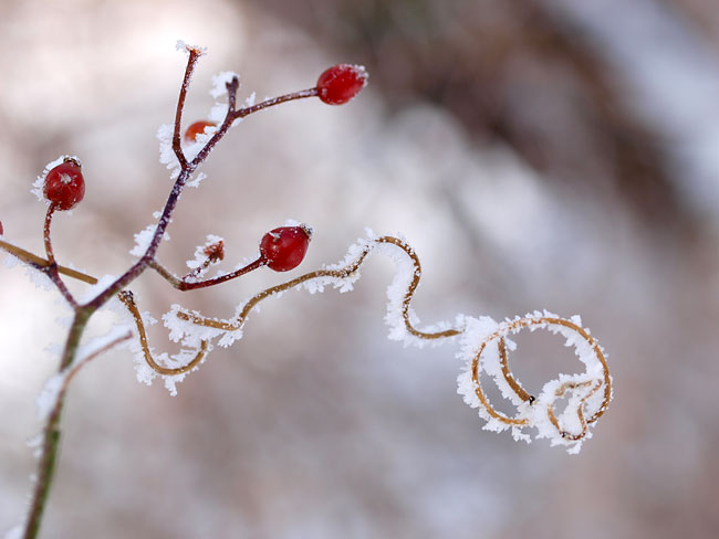 バラの実と霧氷