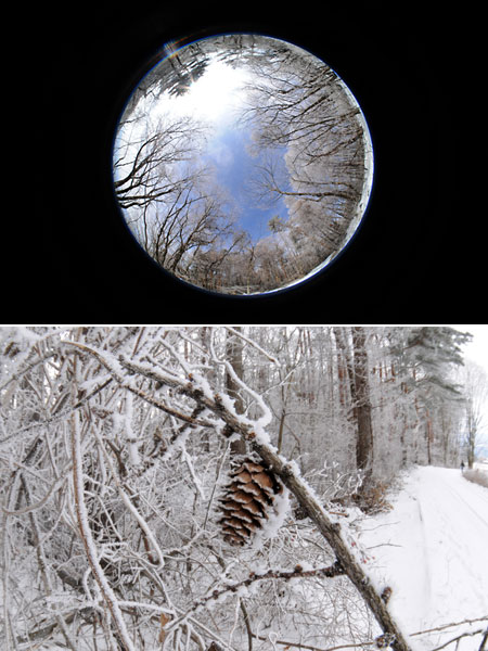魚眼レンズで霧氷のついた松ぼっくり