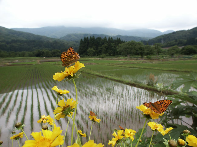 ウラギンヒョウモン（2001　Dimage7）