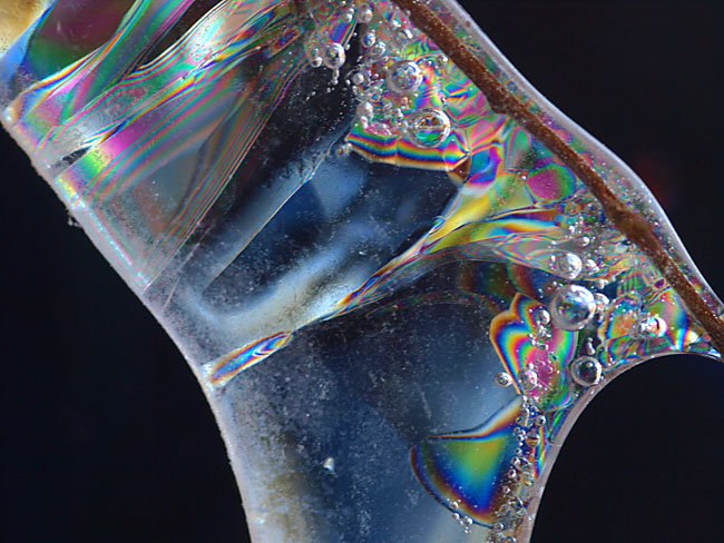 氷に閉じこめられた小枝