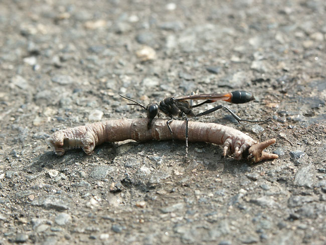 ジガバチ（2001　Dimage7）