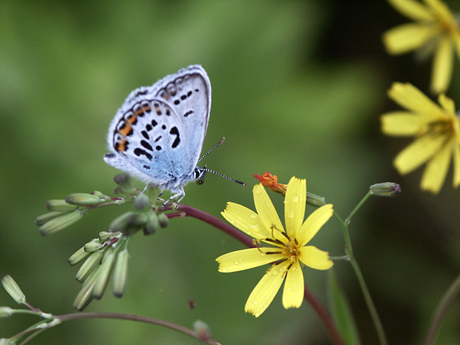 斑紋異常のヒメシジミ（2001　Dimage7）