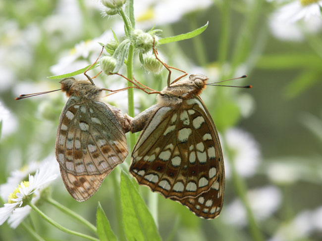 ウラギンヒョウモンの交尾（2001　Dimage7）