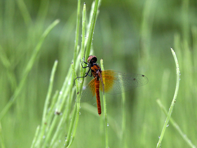 雨の中のハッチョウトンボ（2001　Dimage7）