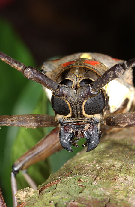 カミキリムシの顔（2001　Nikon　D1X）
