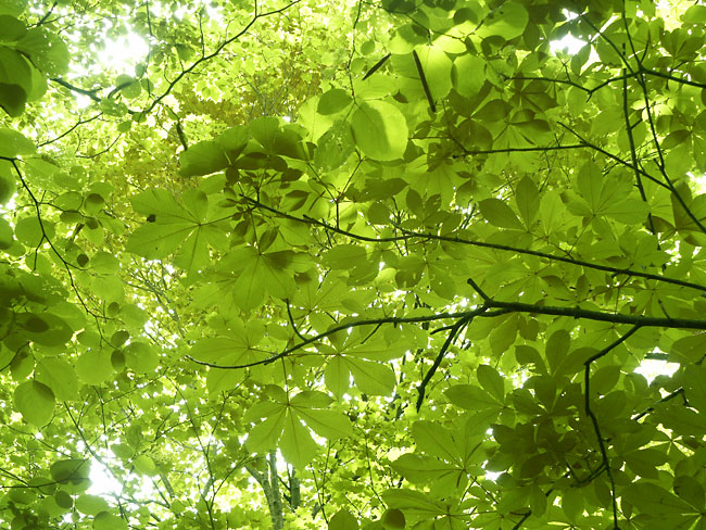 トチの新緑（2001　Dimage7）
