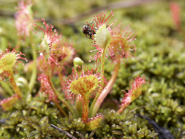 モウセンゴケ（2001　Dimage7）