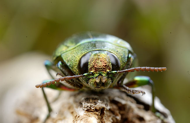 タマムシの顔（2001　Nikon　D1X）