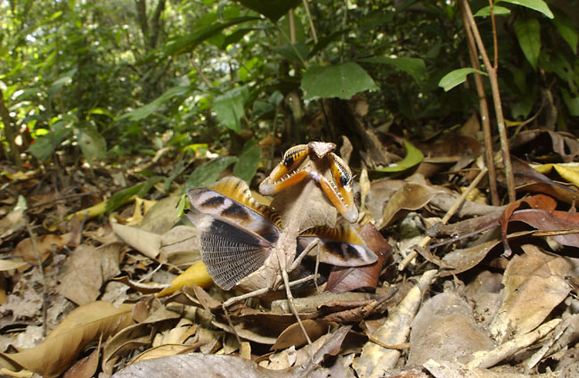 ヒシムネカレハカマキリの威嚇（2001　Nikon　D1X）