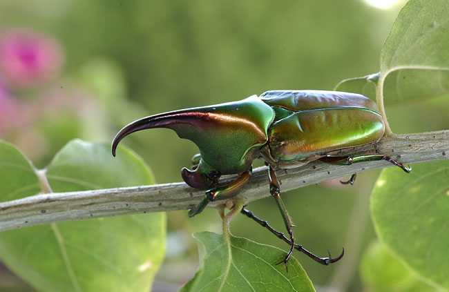カブトハナムグリの仲間（2002　Nikon　D1X）