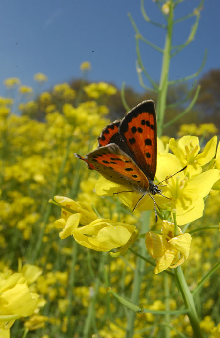 ベニシジミ（2002　Nikon　D1X）