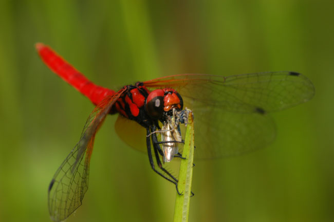 虫を食べるハッチョウトンボ(2002　NikonD100）