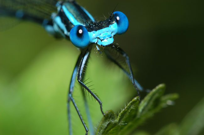 アマゴイルリトンボの顔(2002　NikonD100）