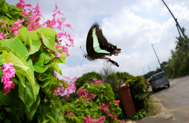 沖縄のアオスジアゲハ１（2002　沖縄　Nikon　D1X）