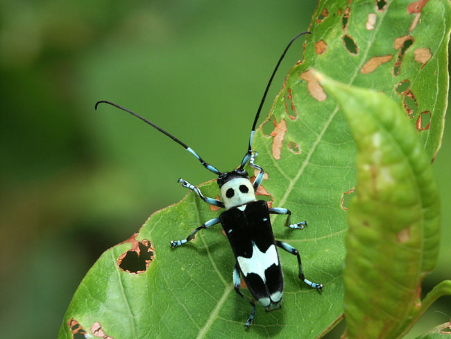 ラミーカミキリ(2002　Dimage7i）