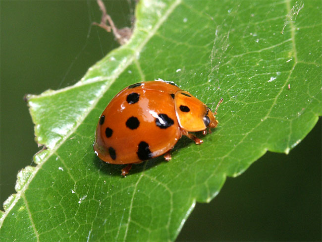 ハラグロオオテントウ(2002　Dimage7i）