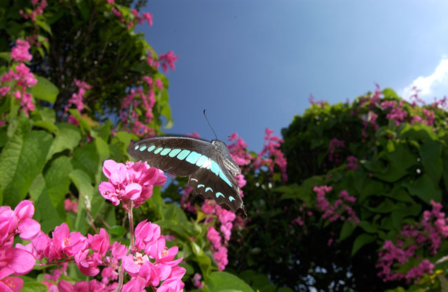 沖縄のアオスジアゲハ２（2002　沖縄　Nikon　D1X）