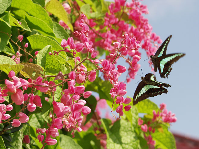 沖縄アオスジアゲハ3（2002　沖縄　E-20）