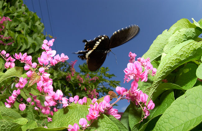 シロオビアゲハ（2002　沖縄　Nikon　D1X）