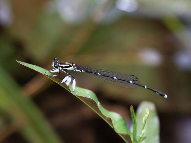 グンバイトンボ(2002　Dimage7i）