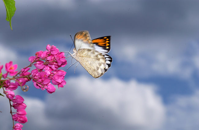 ツマベニチョウ１（2002　沖縄　Nikon　D1X）