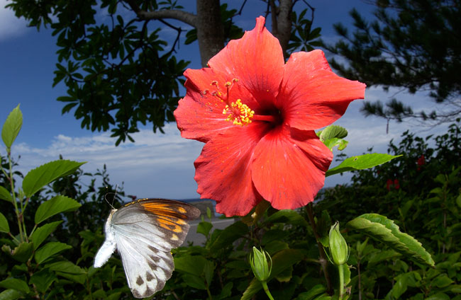 ツマベニチョウ２（2002　沖縄　Nikon　D1X）