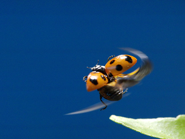 飛び立つナナホシテントウ