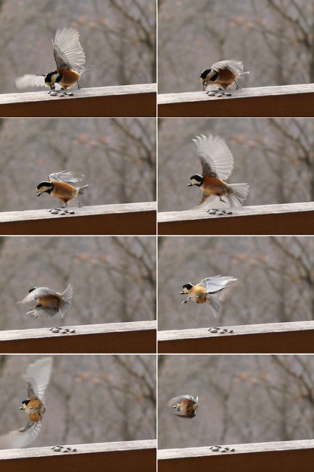 秒60コマの威力(ヤマガラ）