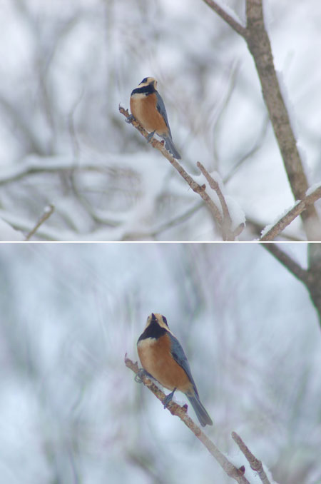 雪の日のヤマガラ