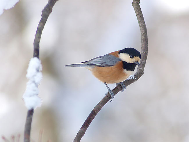 ヤマガラ（E-3　ファームウエアーアップデート）