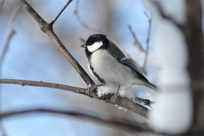 雪のついた小枝にとまるシジュウカラ（ISO1600　D3）