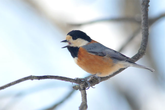 鳴くヤマガラ（ISO1600　D3）