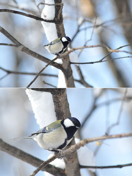 D3のISO1600の威力（シジュウカラ）